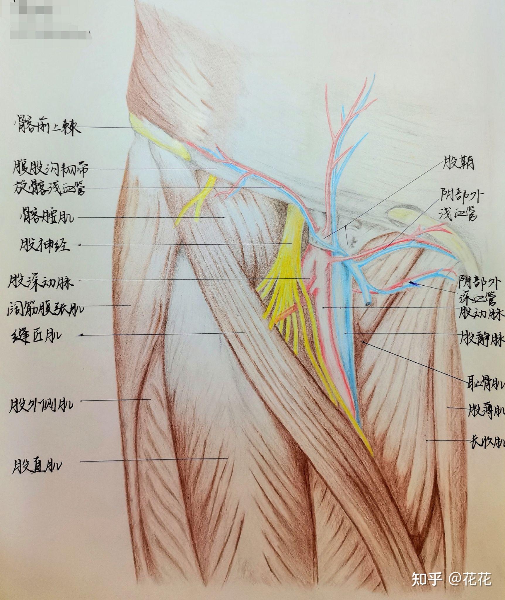 股三角境界及其内容物