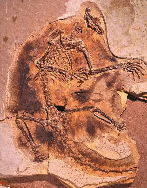 它属于被称作真三尖齿兽的哺乳动物类群,并被命名为胡氏辽尖齿兽