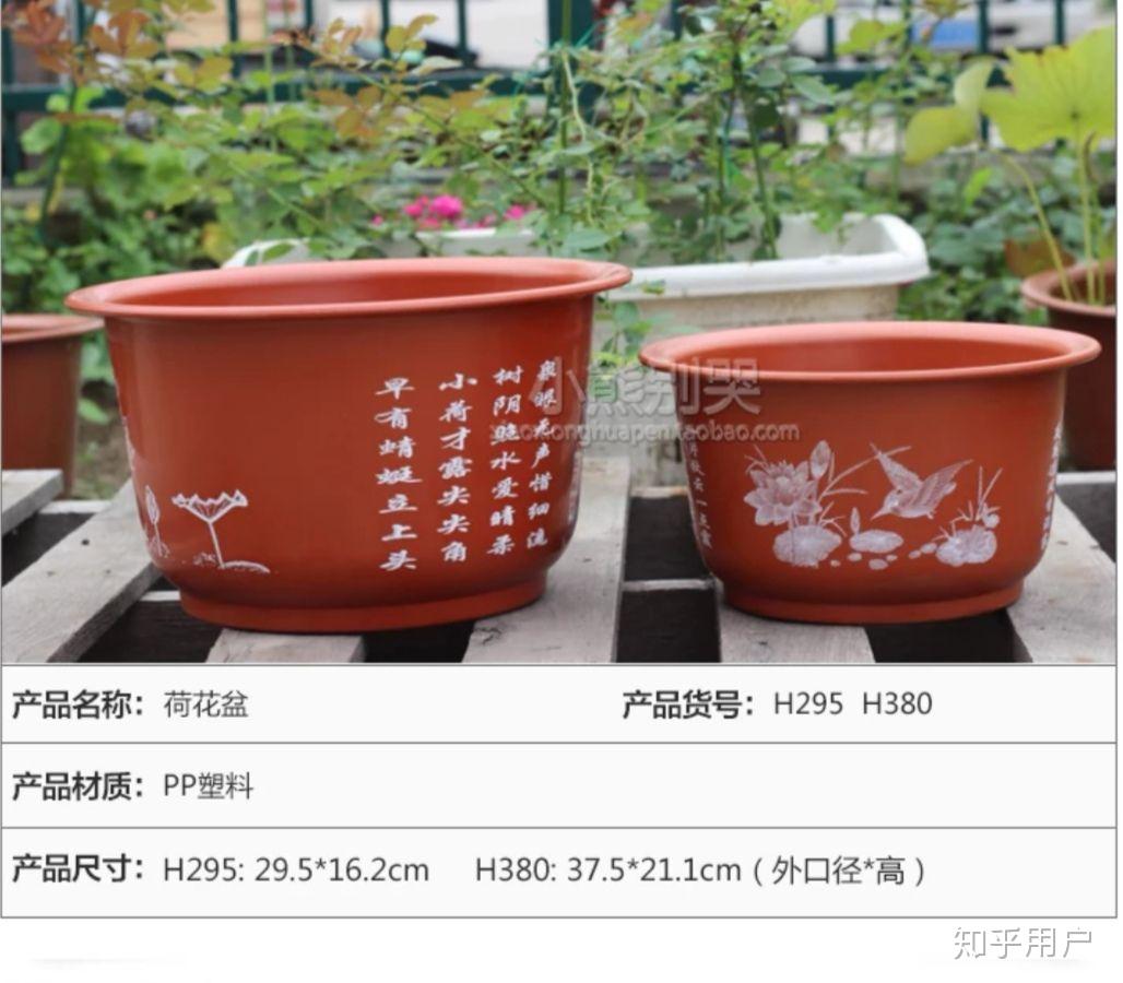 碗莲怎么水培?(水培碗莲种植方法图解)