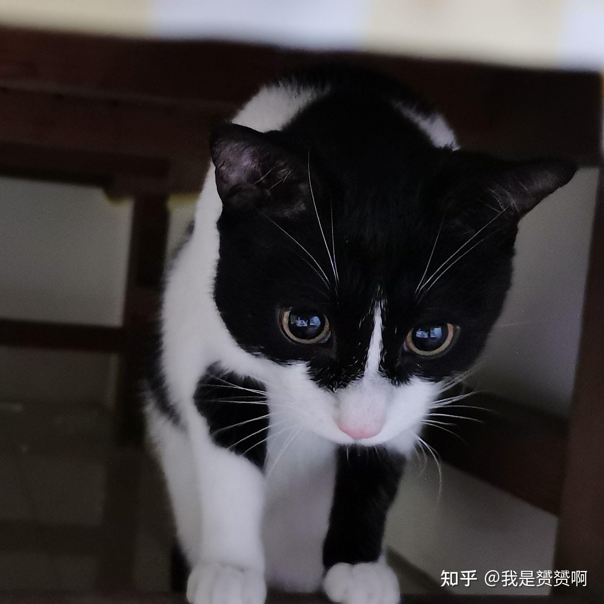 有只正八脸奶牛猫是一种怎样的体验