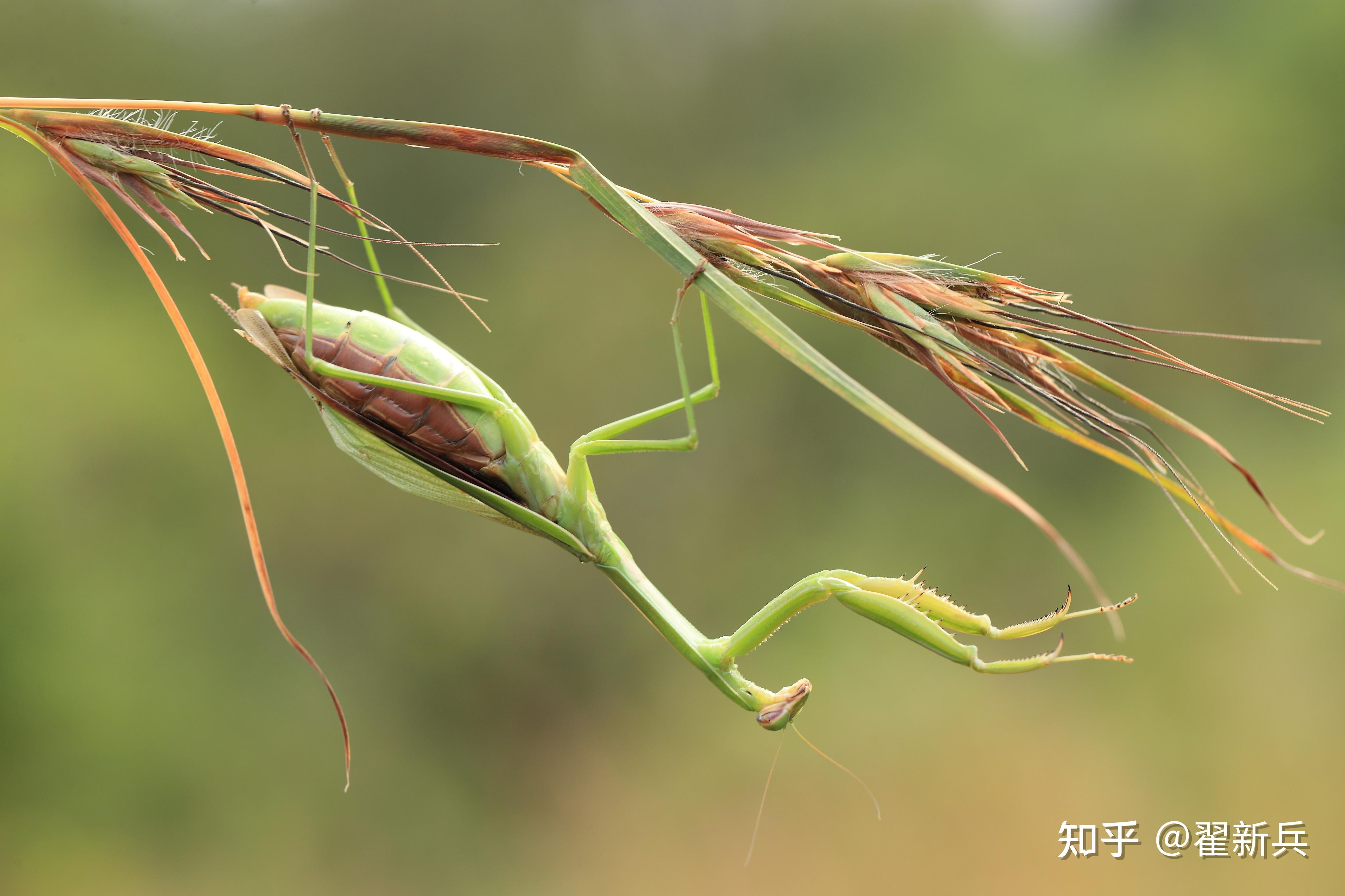 世界上最凶猛的昆虫图片