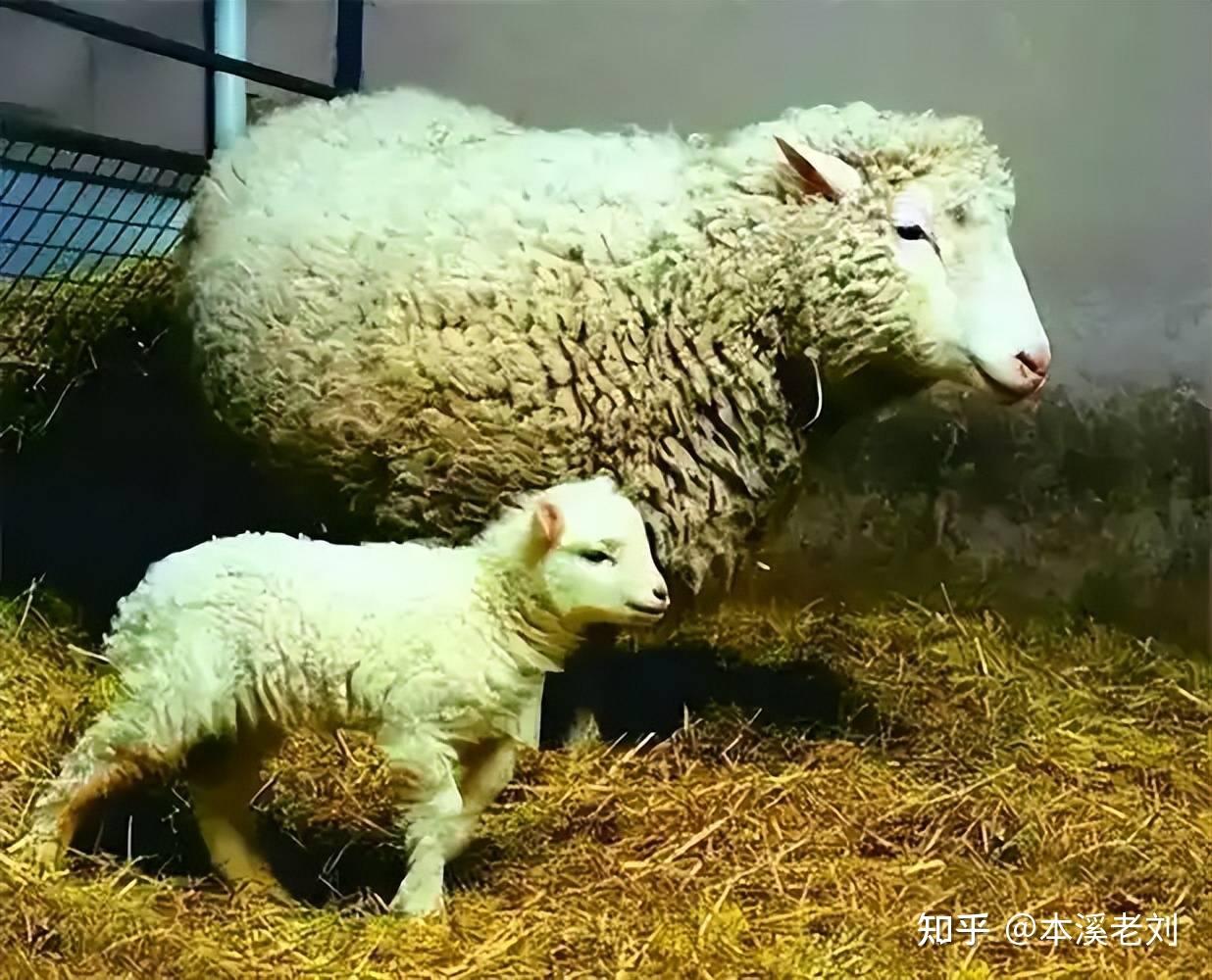 原创 为何现在很少提“克隆”了?看完克隆羊多莉的一生,你或许会明白 - 知乎