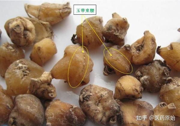 带你识别山慈菇 - 知乎