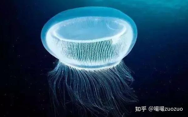得过诺贝尔奖的水母,要来一只嘛? - 知乎