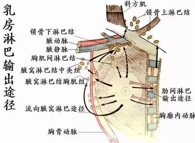 腋窝有包,千万不要以为这是肥胖,这是比肥胖严重得多的淋巴瘀堵!一定要警惕 - 知乎
