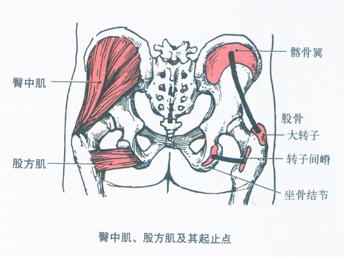 胯部肌肉图解图片