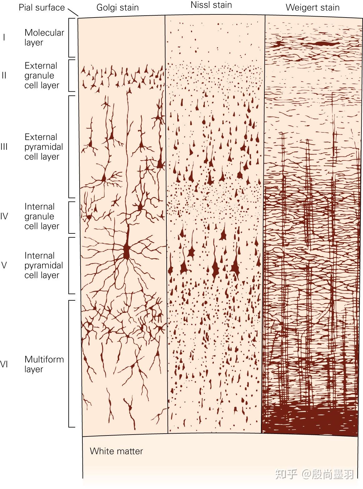 六虚拟视觉第一步理解初级视觉皮层