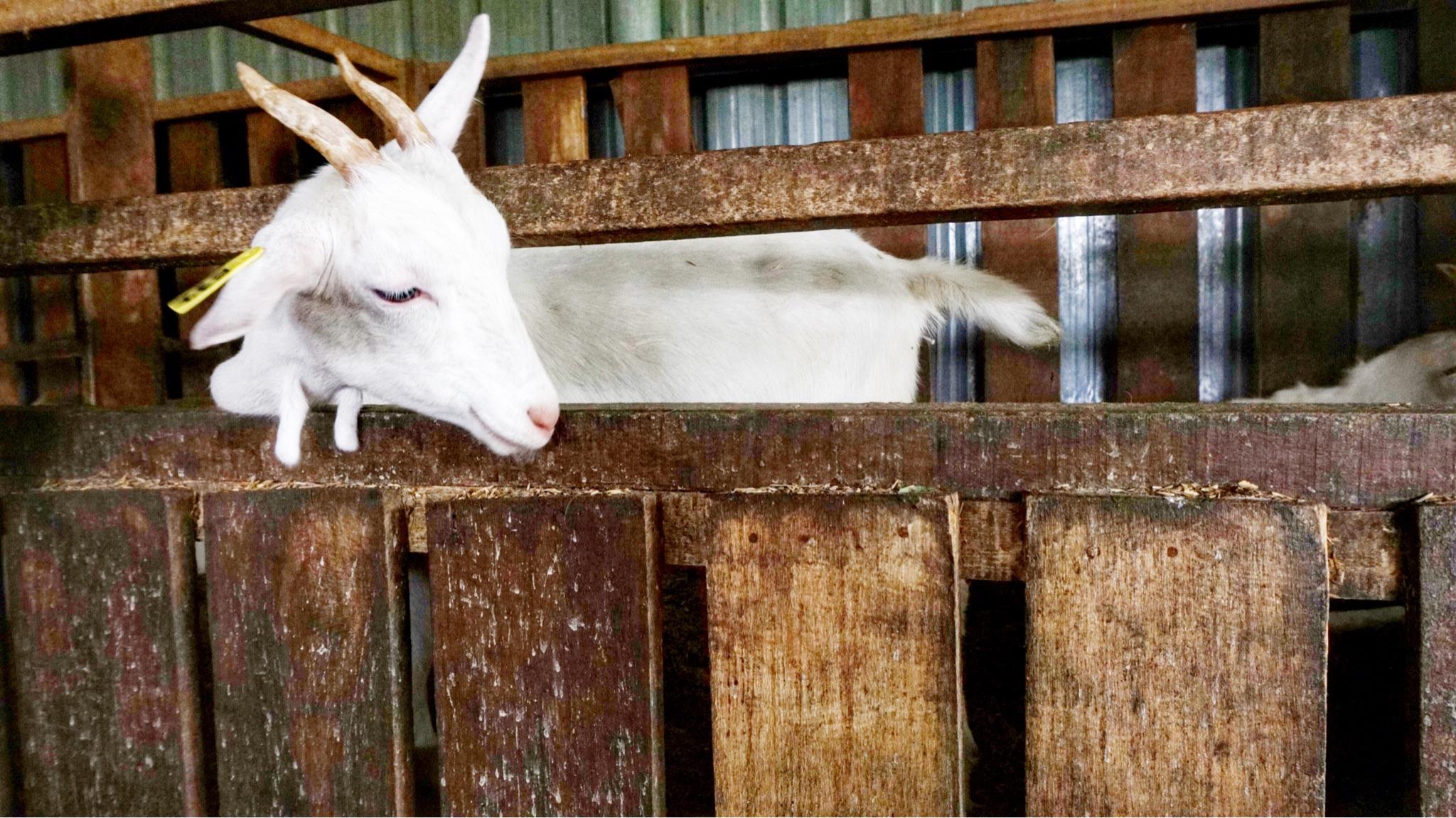 沙巴十天旅游记