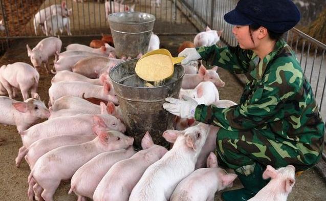 从中国养猪第一股倒下看下半年猪肉走势如何小养猪场取消环评