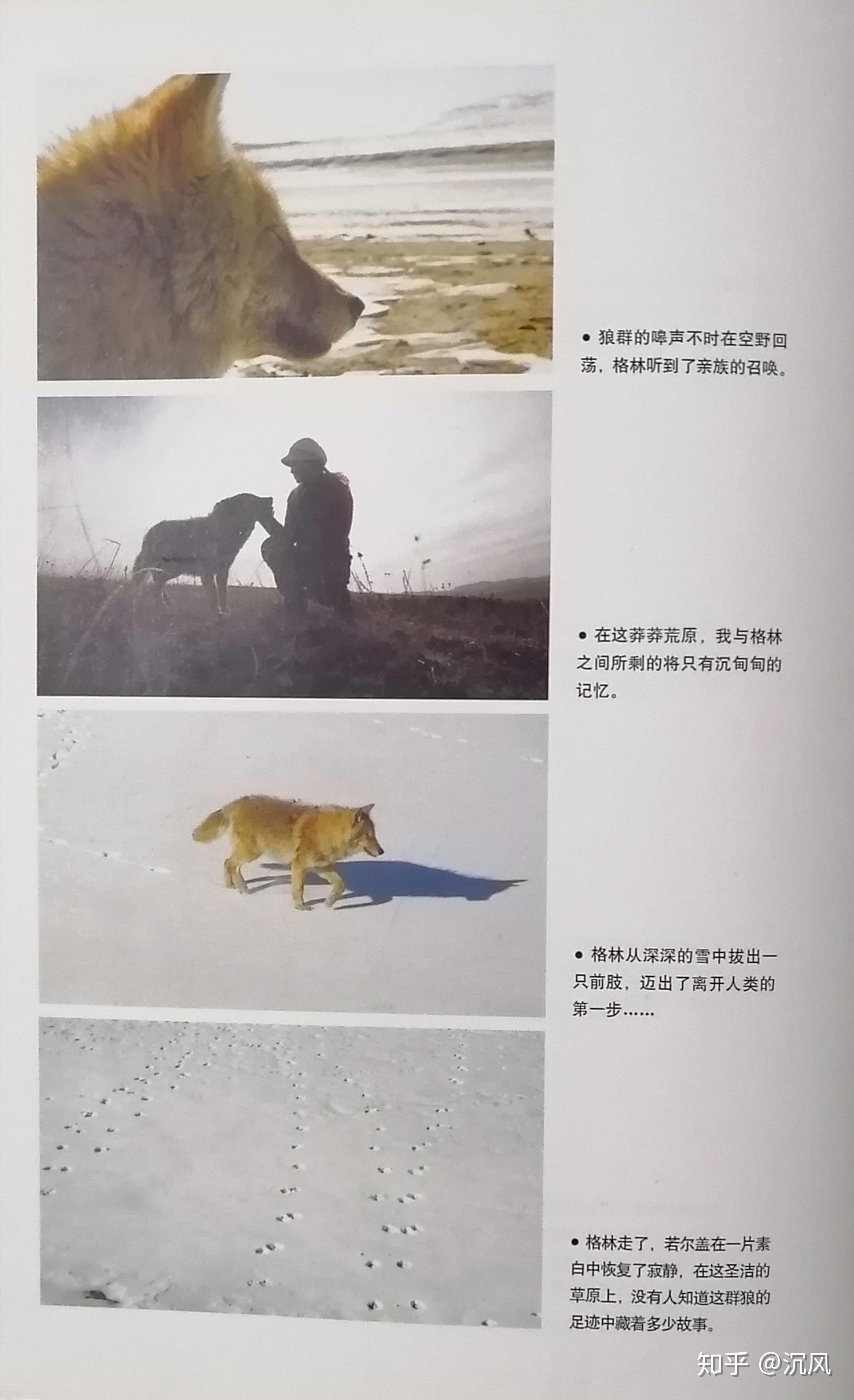 李微漪,四川成都人,80后野生动物画家《重返狼群》作者格林,若尔盖