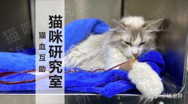 【猫献血】猫血很贵,血型匹配很难,希望大家互助共享 - 知乎