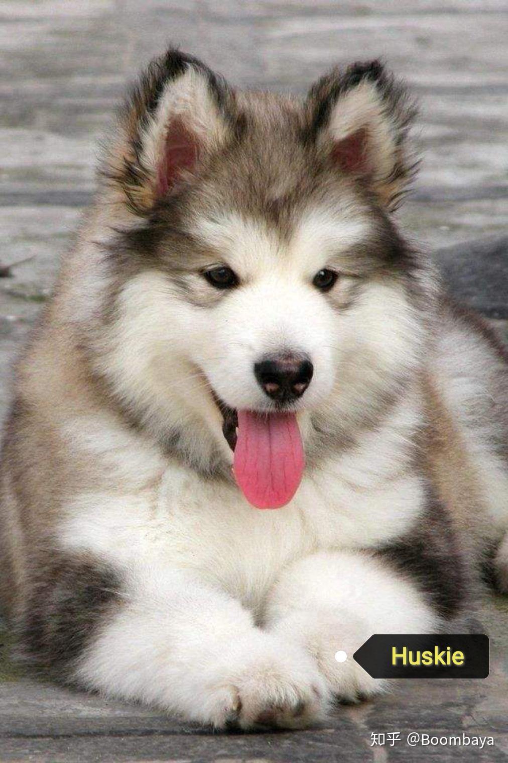 生活常见犬类 - 知乎