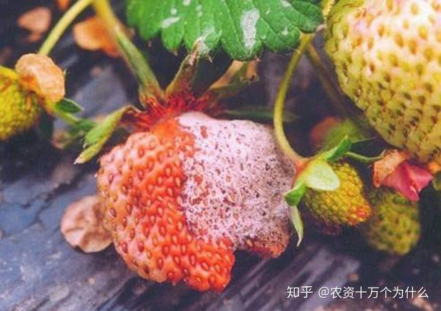 草莓种植这4种病害不及时防治草莓产量品质下降损失严重