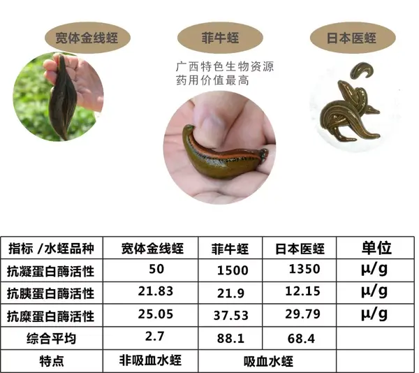 水蛭对人体有什么功效？哪个品种水蛭素含量最高？