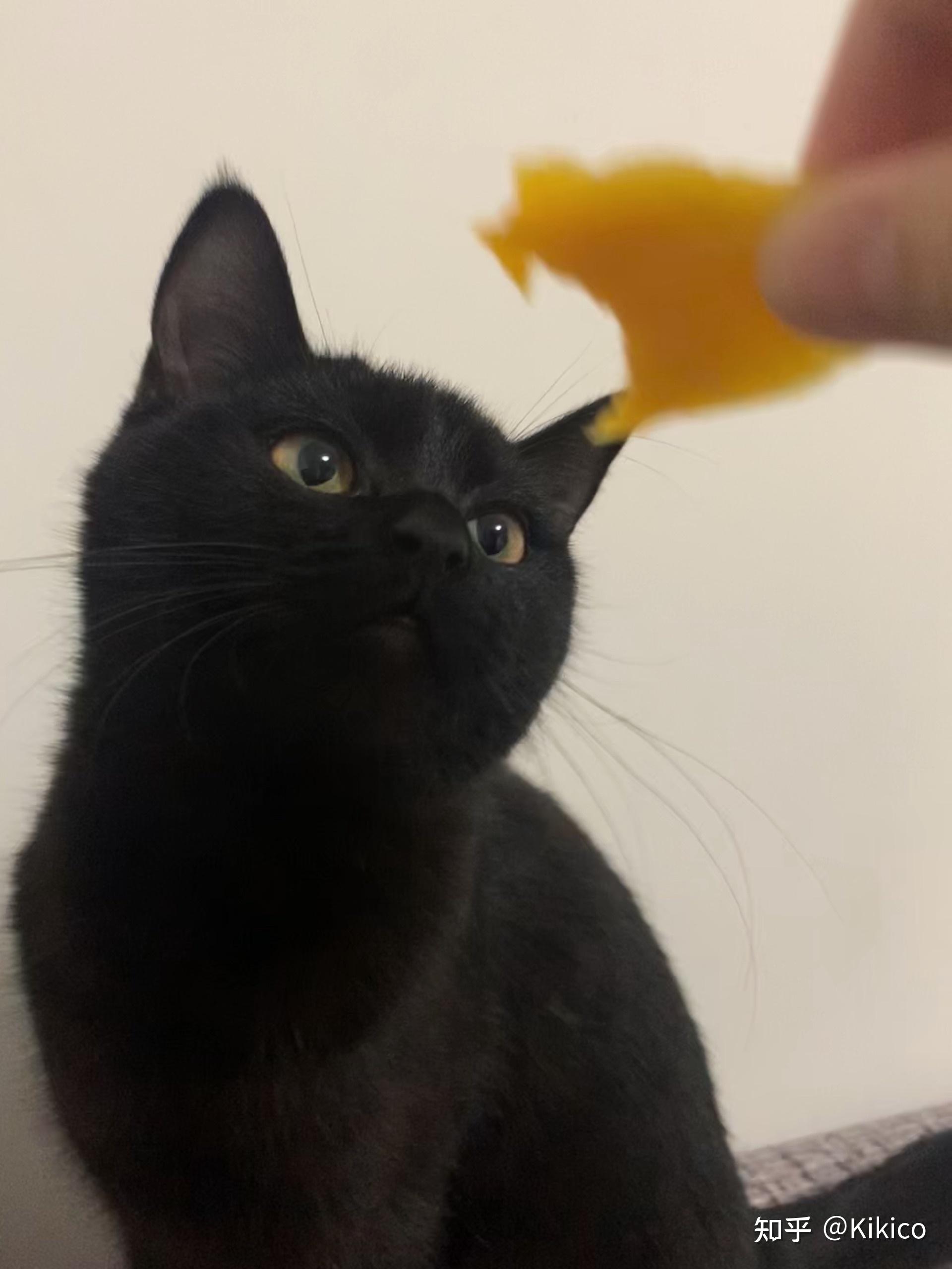 暹罗猫和英短交配能生出纯黑色的小猫吗?