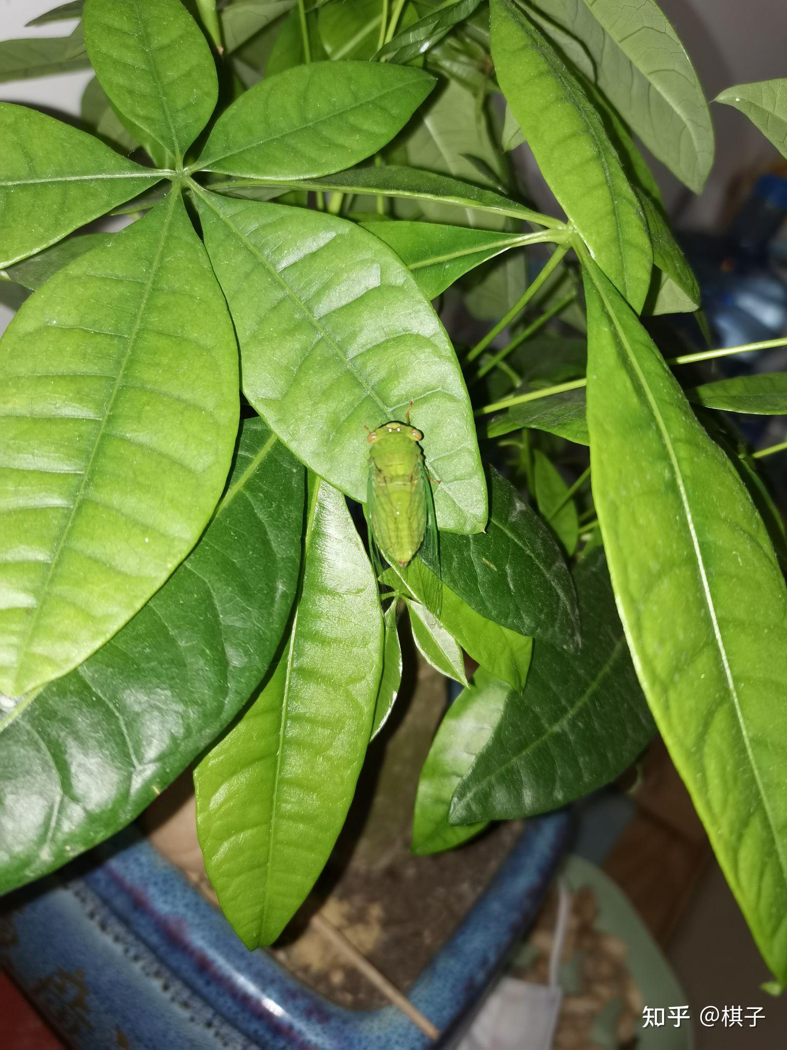 有没有见过绿色的知了? - 知乎