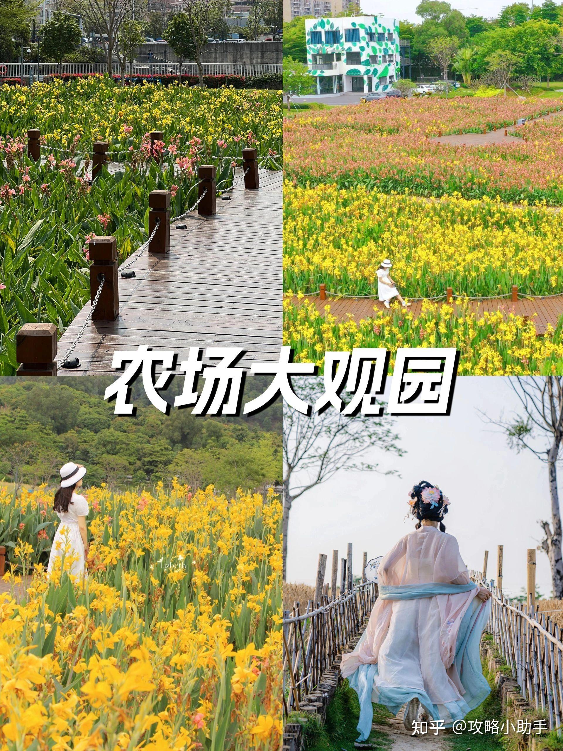 深圳光明周末去哪玩？ - 知乎