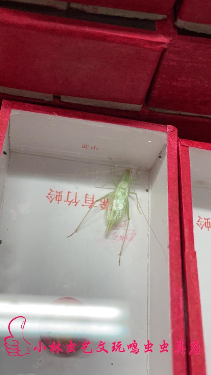 小林虫艺青竹蛉鸣虫活体青竹蛉鸣虫青竹蛉竹蛉活体鸣虫 淘宝 15.00