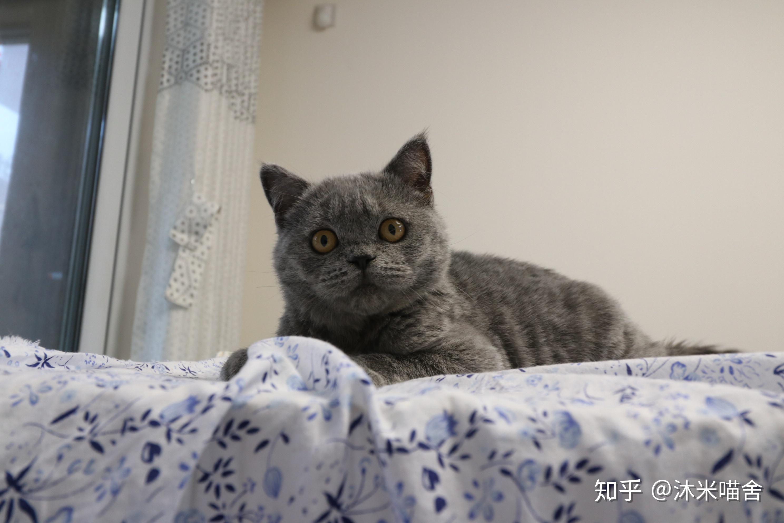 123英短纯蓝色 蓝猫 母猫 cfa带证书 英国蓝猫 - 知乎