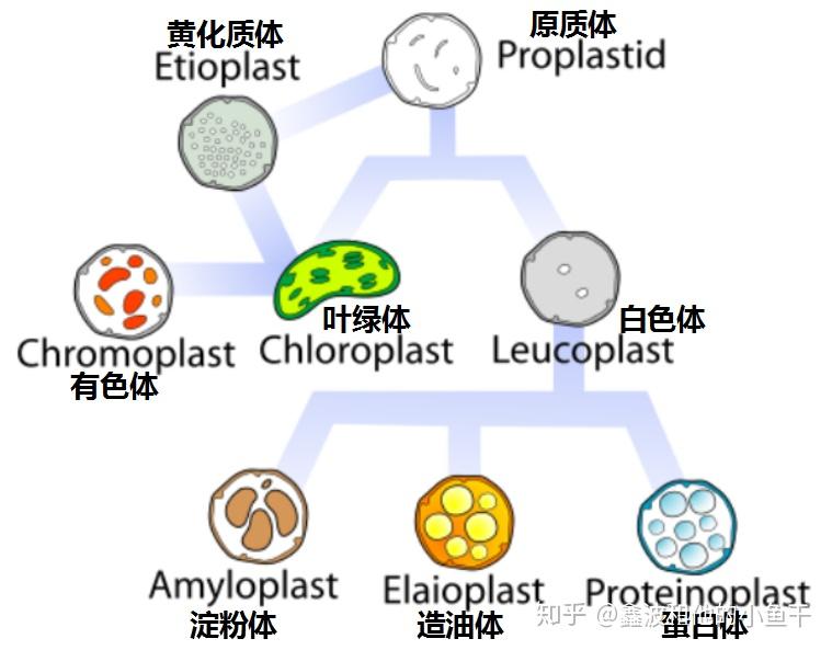 质体(plastid),是存在于植物,藻类等自养真核生物细胞中的一种膜性半