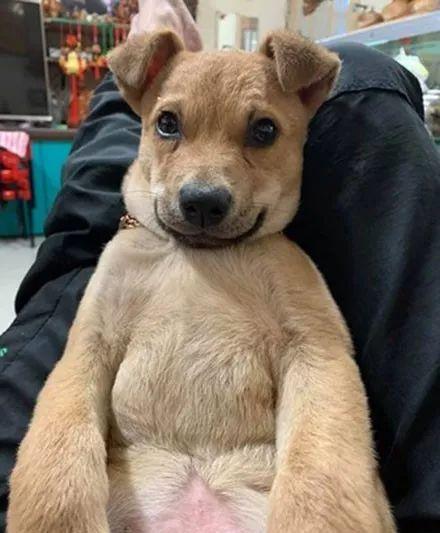 流浪小黄狗被收养两个月捡了三次钱回家主人从没教过