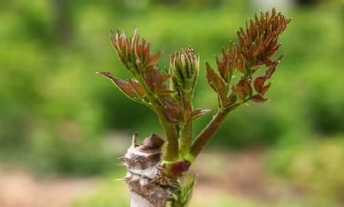 山野菜品种大全会吃也可以身体健康