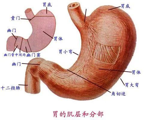 局部解剖学 腹部