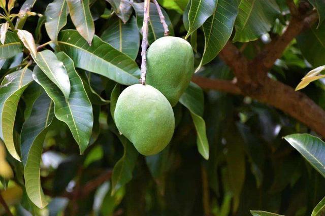 路边的绿化芒常被大爷大妈采摘这种芒果好吃吗能吃吗