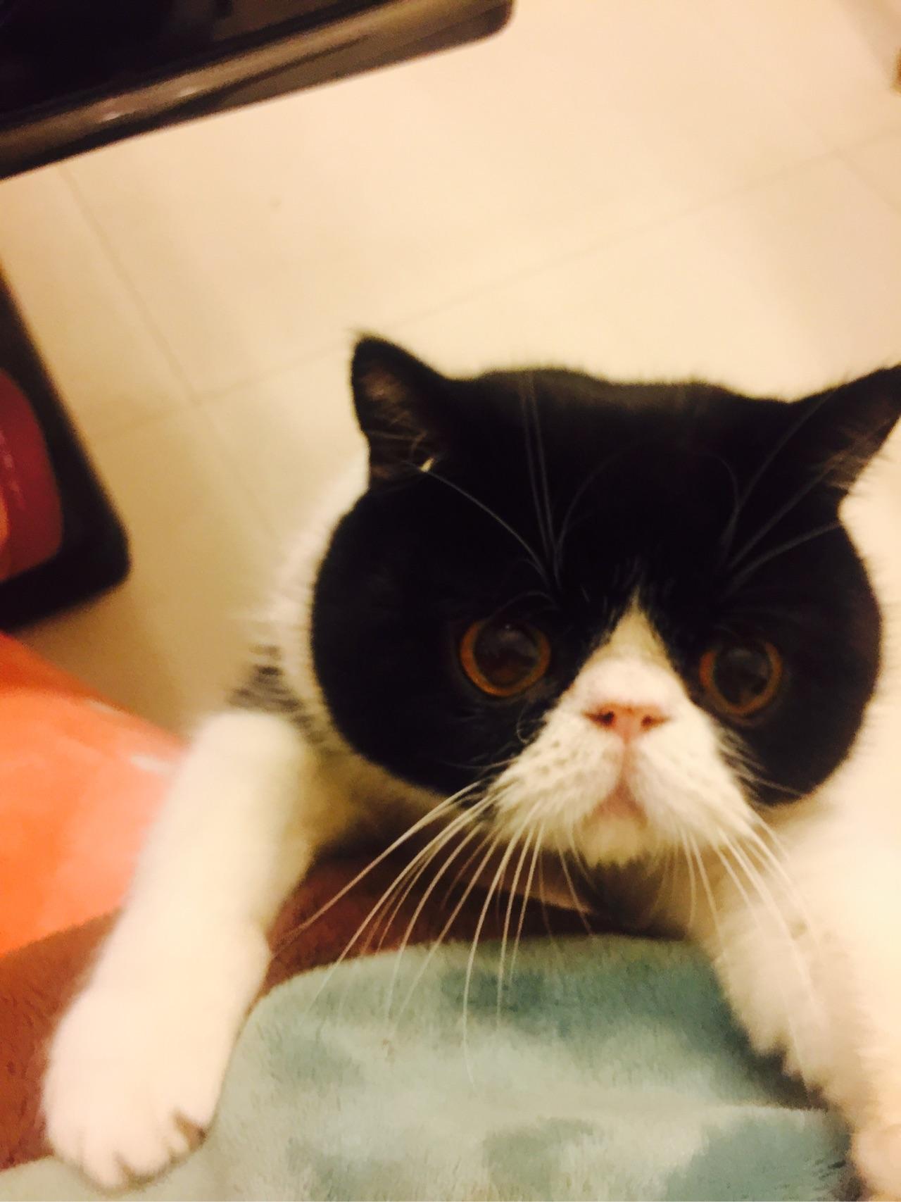 怎么让猫知道自己叫什么名字?我们家猫对自己