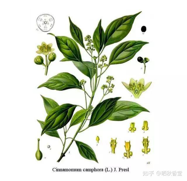 再说龙脑香 - 知乎