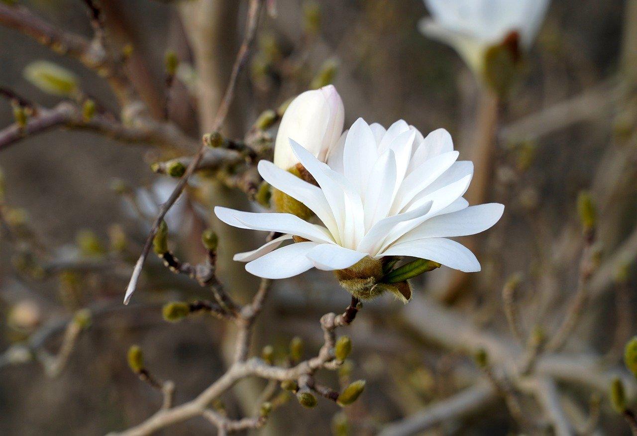 2. 高洁品质象征