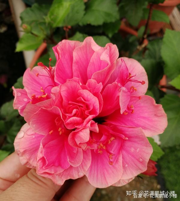 朱瑾花——花大艳丽又皮实耐晒 - 知乎