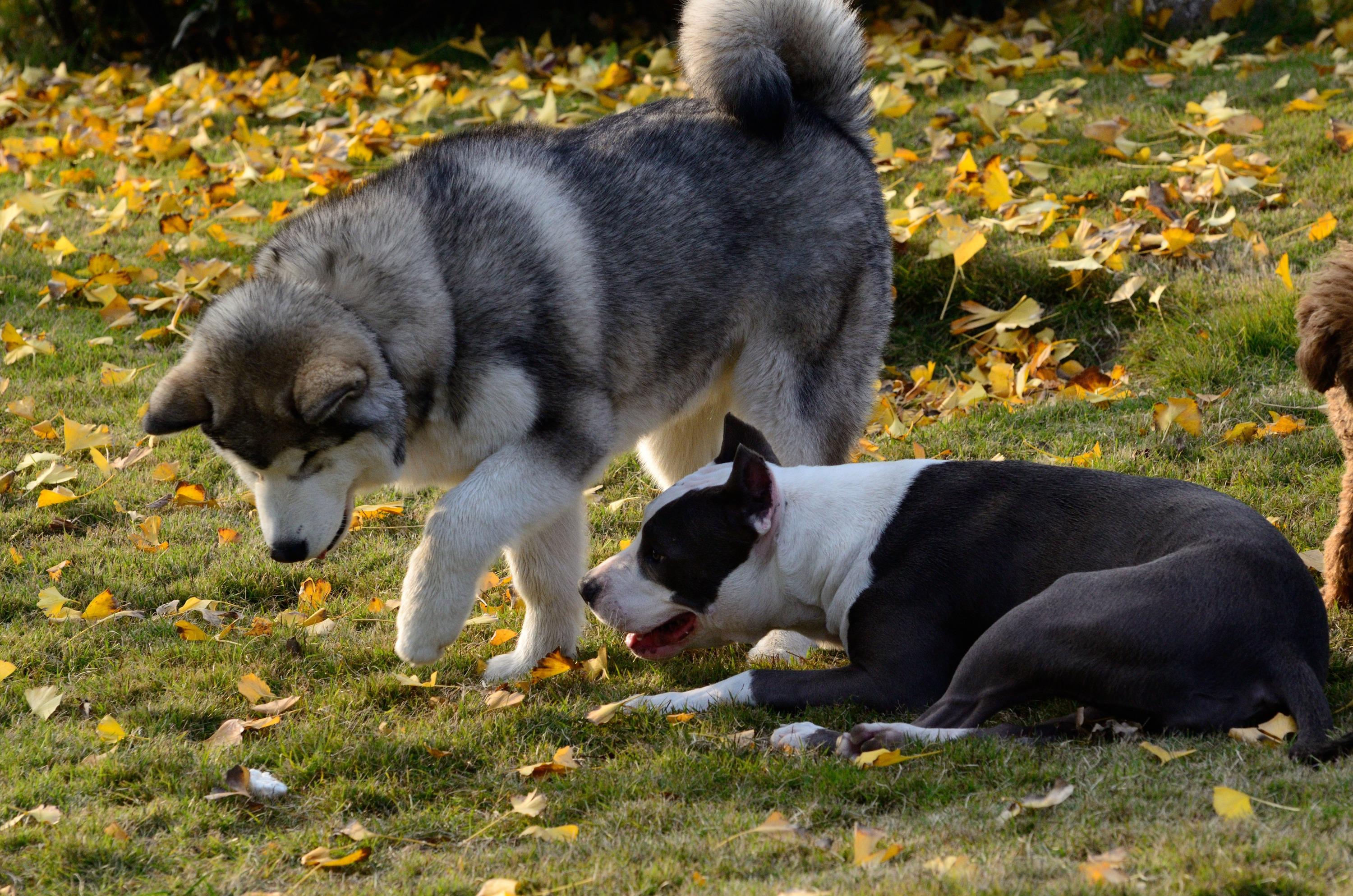 当初你们是怎么选择你们的狗狗的你们是出于什么原因才养这种狗狗的