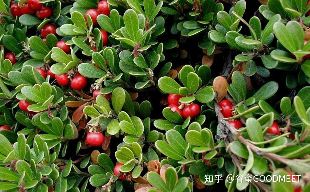 β熊果苷和α熊果苷效果的区别