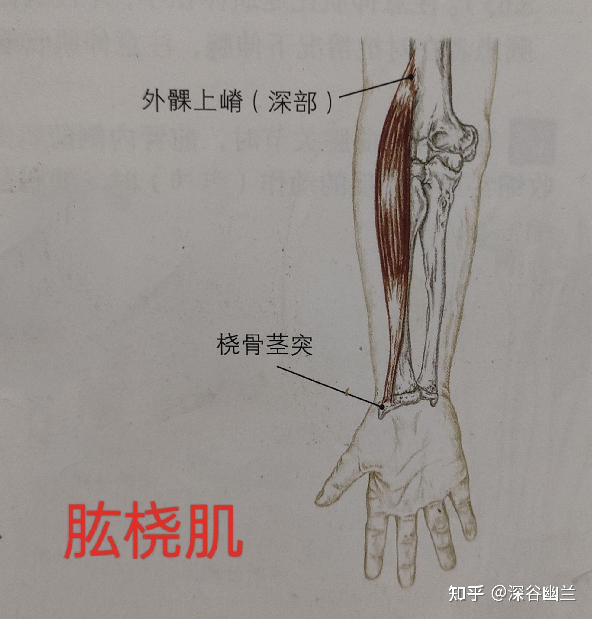 通过解剖手五里穴查病因 - 知乎