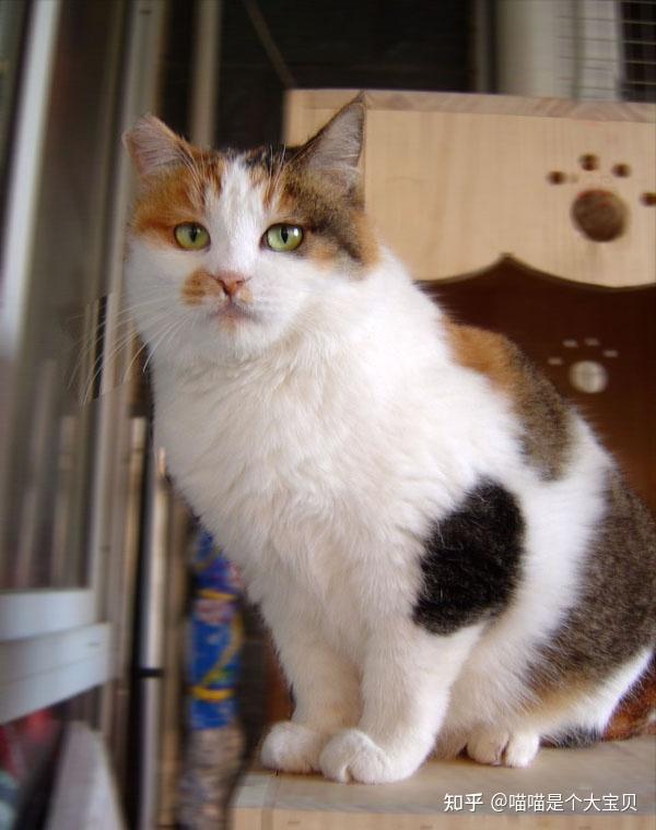 养猫就养“三花猫”,网友:不想换猫了 - 知乎