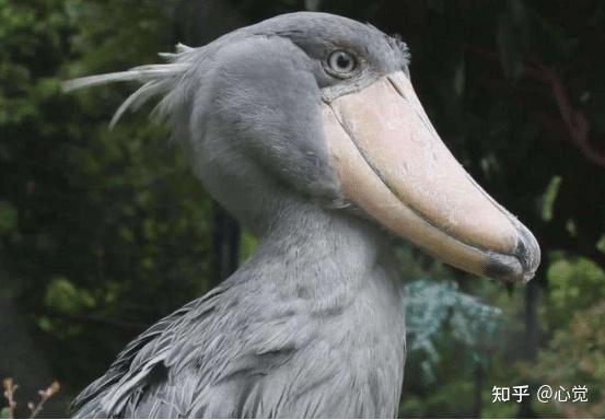 鸟中"哈士奇"鲸头鹳,喜欢谁就拔毛送人,但一般人也惹不起