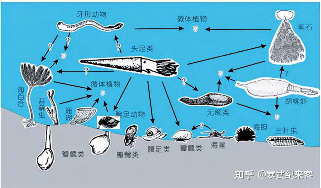 44亿年前奥陶纪生物大辐射巨壳支配下的海洋
