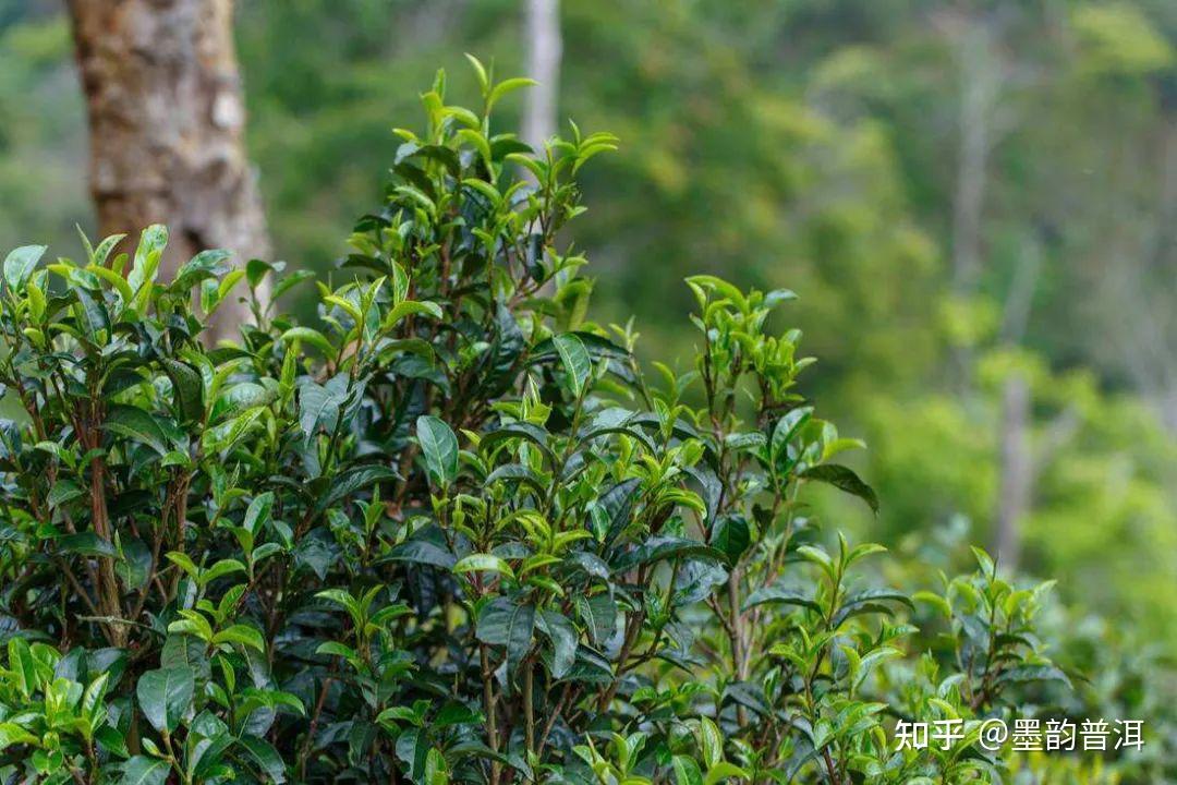 古茶树 中国茶的顶级资源 - 知乎