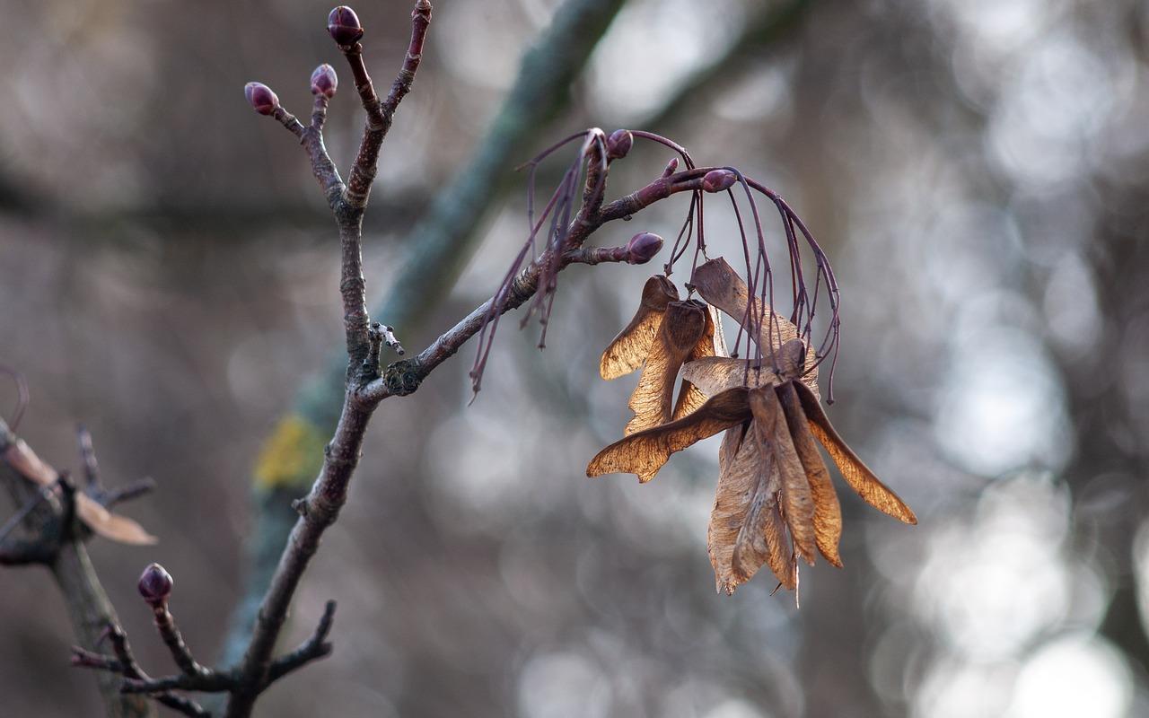 4. 叶脉纹路探秘