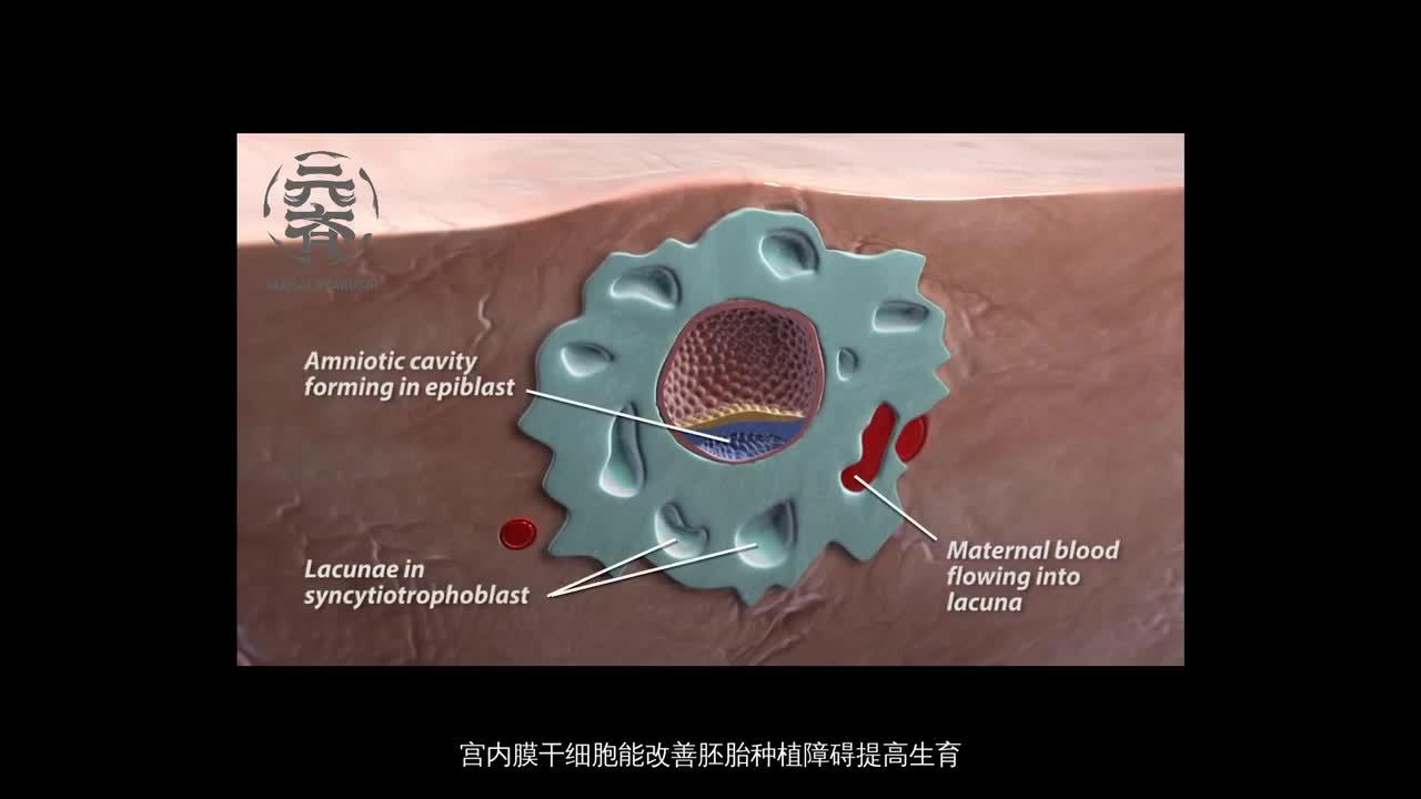 88干细胞治疗在子宫内膜修复中的应用是什么