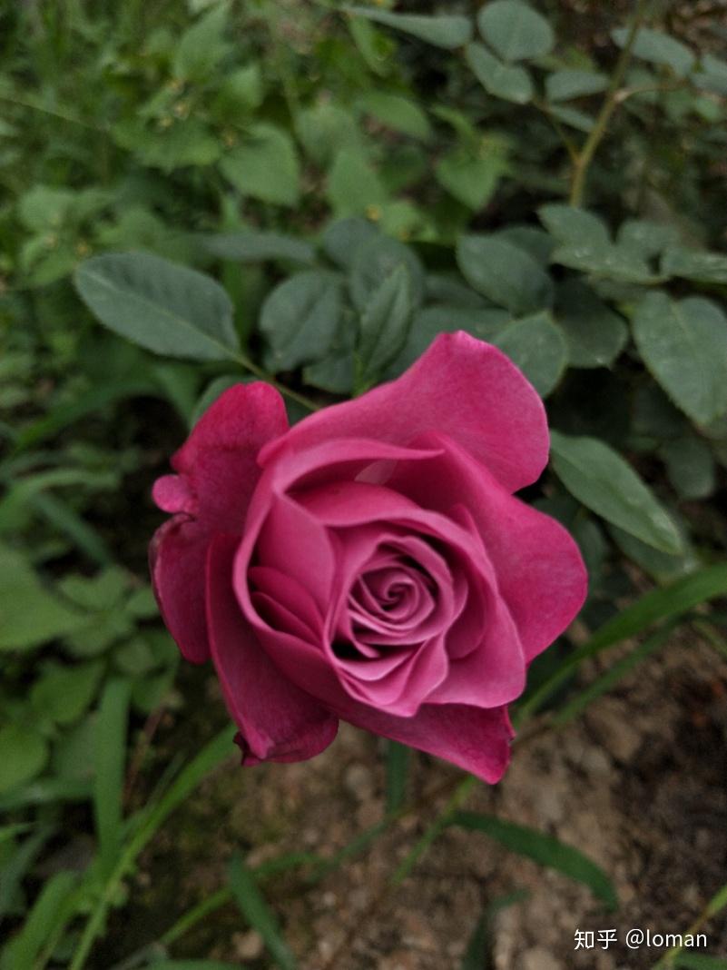 整理下我家月季园的品种 - 知乎