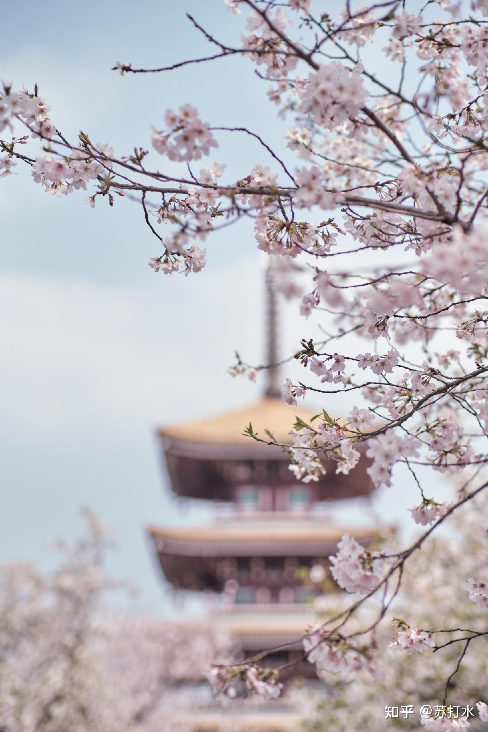 2021年5月1号可以去武汉看樱花吗