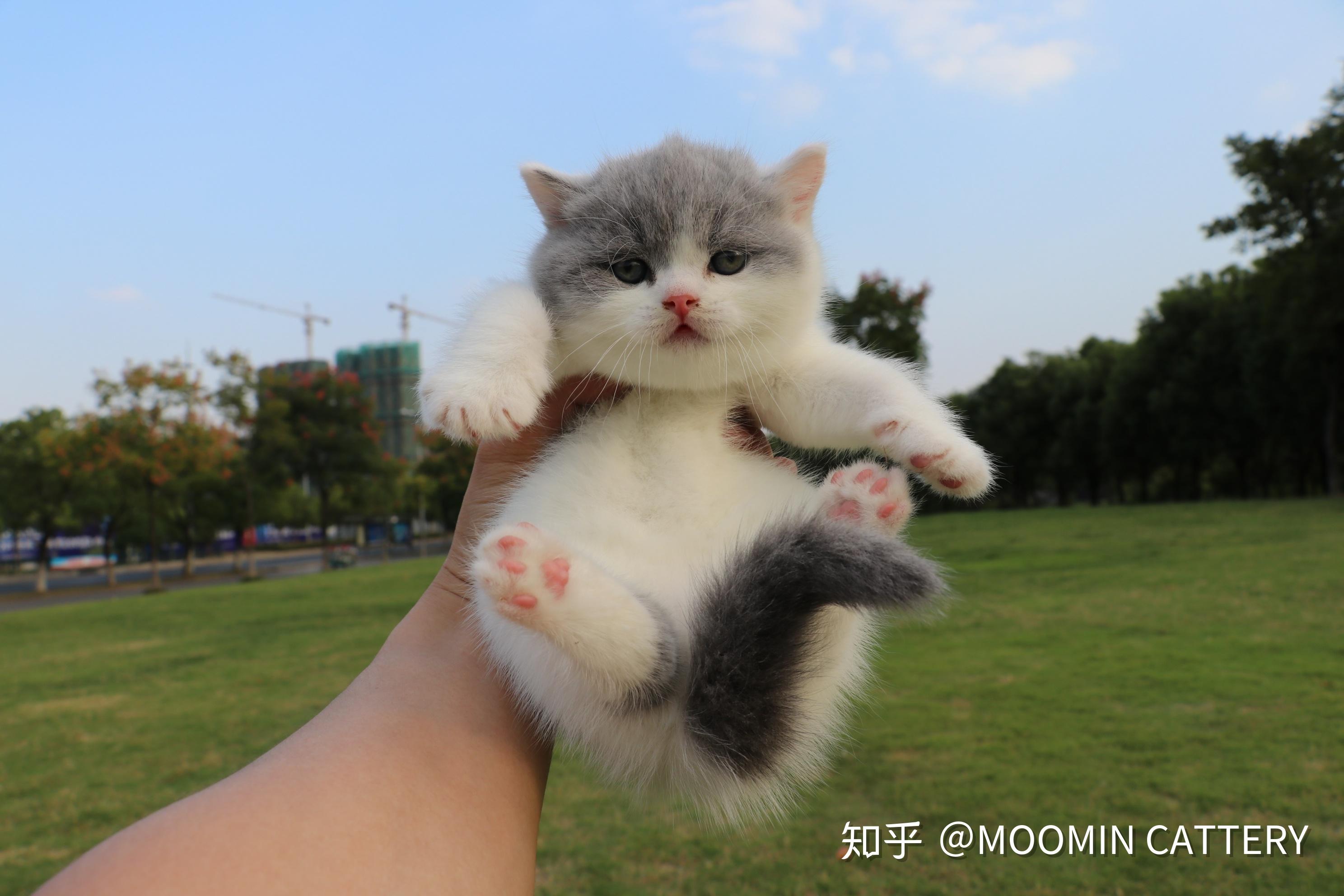 双血统英短纯白高清照片