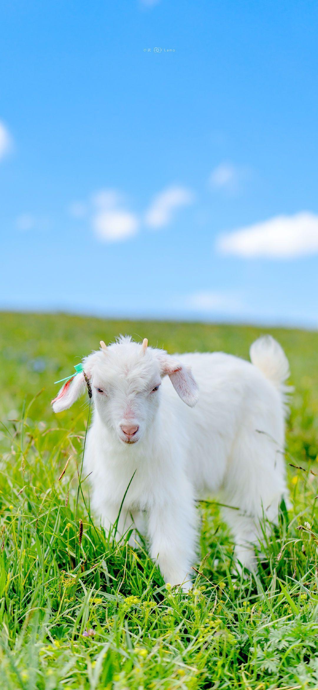请问有没有人有跟这个一套图的小羊壁纸