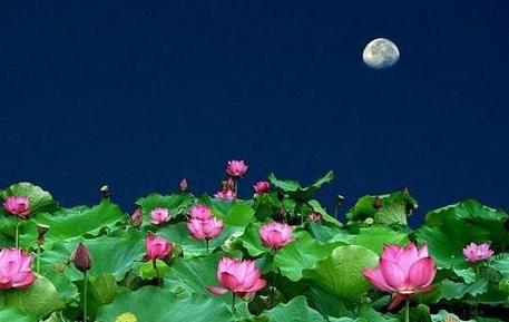 SH14翻译对比：荷塘月色（朱自清） - 知乎