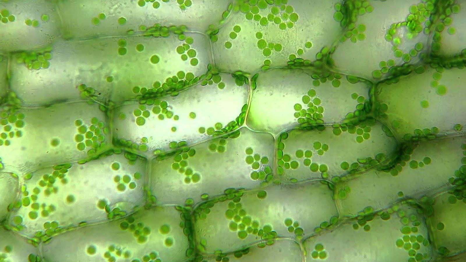 洋葱根尖有丝分裂细胞的显微镜观察。照片摄影图片_ID:311154028-Veer图库