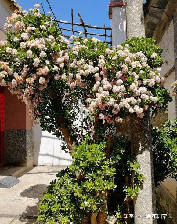 5种长寿花,天生“富贵命”,养它几十年,就是“传世宝”(名贵长寿花)