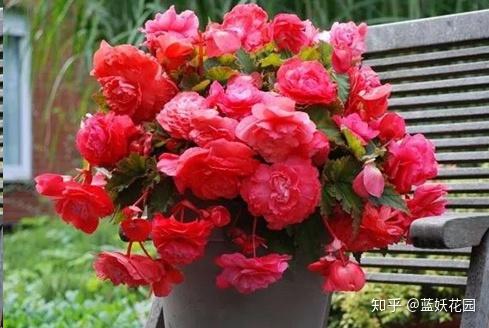 盆栽花卉养殖知识 v2-307c40600944911321564cea55604c9c_r.jpg