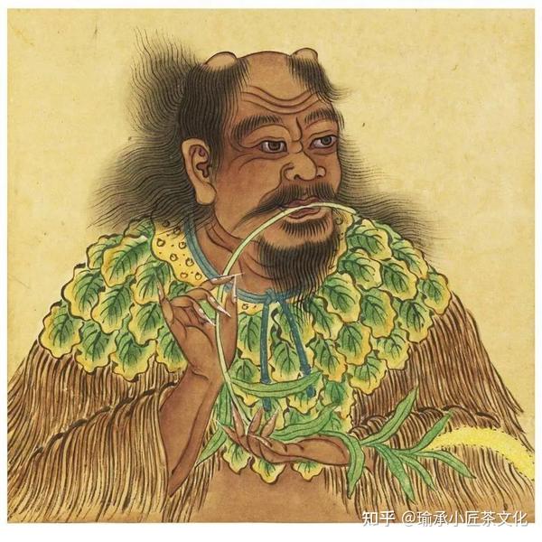 茶叶从何而来？为何它从前被人称作“荼”？ - 知乎